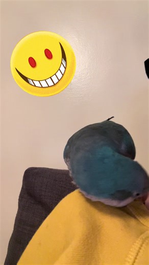 Talking Parrots: Funny Moments That Will Make You Laugh