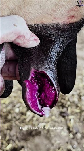 Teat surgery #viral #cow #cattledisease #ytshorts