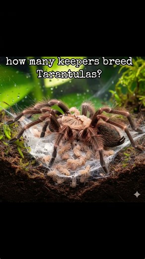 How many keepers Breed there Tarantulas? #captivebreeding #spider