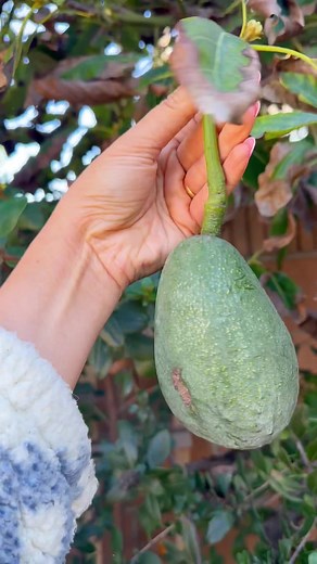 Sandra Urban Garden on TikTok