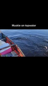 7.9K views · 33 reactions | Muskie on topwater !! #fishing #fishtok #muskiefishing #topwaterfishing #bass #pike #outdoors #foryou #crazy #walleye #river #lakelife # #BVIRAL | Caught Outdoors | Facebook