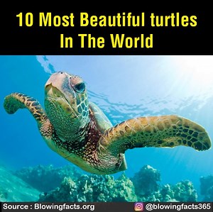 44K views · 940 reactions | 10 most beautiful turtles in the world | Facts that will blow your mind | Facebook
