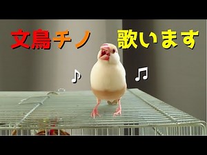長時間鳴き続ける文鳥チノ Java Sparrow Singing