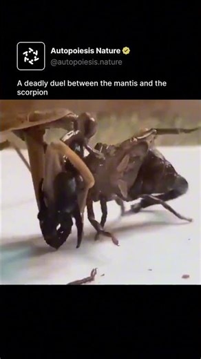 A deadly duel between the mantis and the scorpion