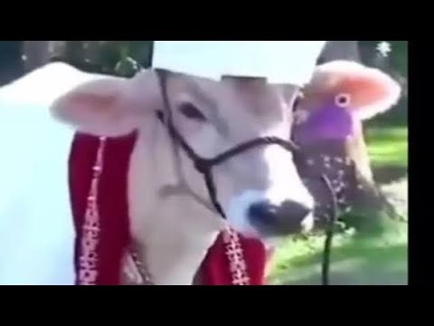 Playing with @Organto and @Trikayz on Java Minecraft unblocked games