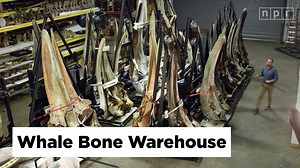 Why the Smithsonian has the world's largest collection of whal...