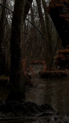 🌧️ Dark Rainy Swamp Ambience | Gentle Rain Sounds for Sleep, Study & Relaxation