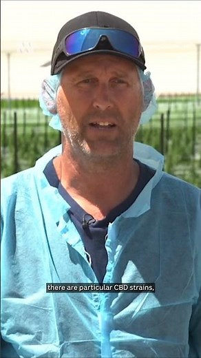 It's time for the first harvest at one of the country's largest cannabis farms in SA | ABC Australia