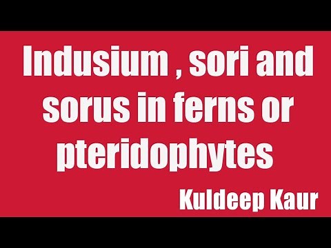 Indusium, Sorus and sori in case of ferns or Pteridophytes