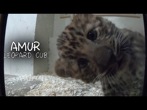 Amur Leopard Cub Born at Brookfield Zoo