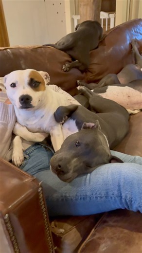 Nine Staffordshire Bull Terriers Took Over Our Sofas! 😂❤️