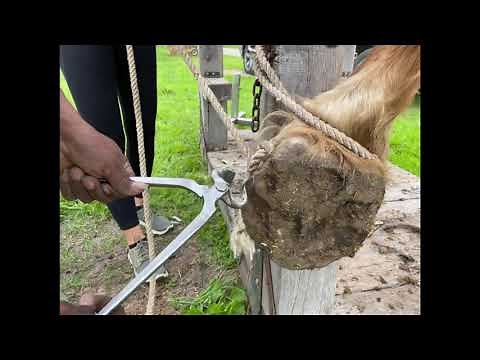 Shoeing a Belgian Horse in the Stocks