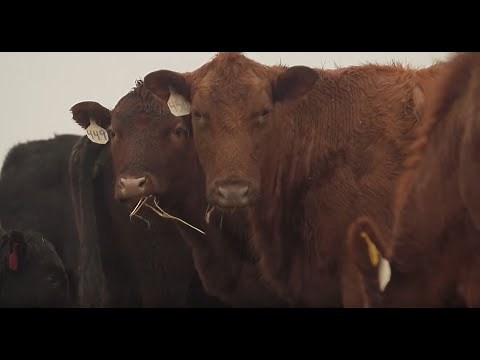 Grazing Cover Crops: How to Graze Livestock on Another Farmer's Row Crops