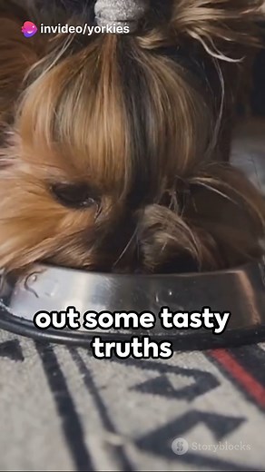 2.5K views · 113 reactions | Yorkie Nutrition 101: The Ultimate Guide #yorkies #yorkshireterrier #yorkielovers #yorkieloversworldwide #yorkiesofinstagram | Yorkie Lovers | Facebook