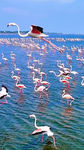 101K views · 647 reactions | These flamingos all traveled together to India. They're having a massive gathering in this lake! India . . . #flamingo #ocean #animalparty #pinkflamingo #naturegram | The Nature Foundation | Facebook