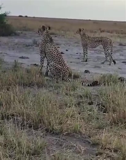 Eight wild cheetahs from Botswana have been handed over to India at...