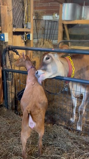9.1K views · 253 reactions | Primm & Marenn are the unlikeliest of matches, two oddballs, but the best of friends. Just taking turns enjoying each others tongue baths! | SunStone Orchard & Rabbitry | Facebook