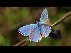 #FlyingFriday 🦋 The Common Blue Butterfly
