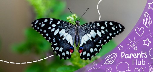 Incredible Insect Facts and Top Insect Activities - Twinkl