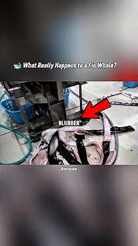 How a 65-Foot Fin Whale Is Processed Into Meat | Wildlife Facts #shorts