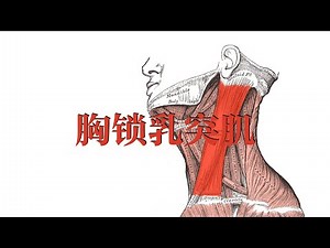 胸锁乳突肌 Sternocleidomastoid muscle