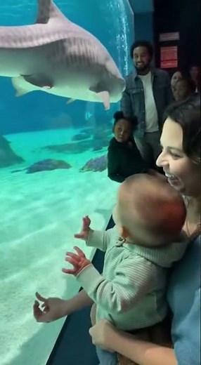 Tiger Shark’s Unexpected Baby Connection