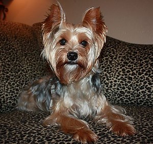 Statewide and National, TX - Yorkie, Yorkshire Terrier. Meet Webster a Pet for Adoption - AdoptaPet.com