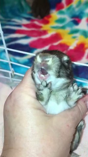 Scared Baby bunny screaming !