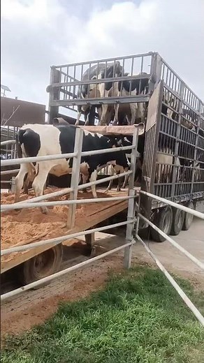 Cattle Hauler Trailers for sale, Aluminum Bumper Pull Stock Trailer, Aluminum Cattle Trailer