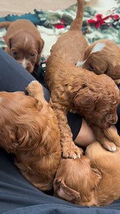 Beautiful mini Australian Labradoodles. #Labradoodle #Labradoodles #LabradoodlePuppies #CountryclubLabradoodles #PuppyFood. | Country Club Labradoodles | Facebook