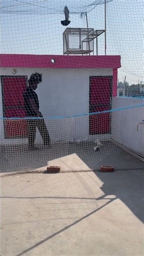 Kabootar ki video😎 #kabutar #pigeon #birds #rabbit #tigerpigeon #kabutarbazi #pets #petsvlog#vlogs