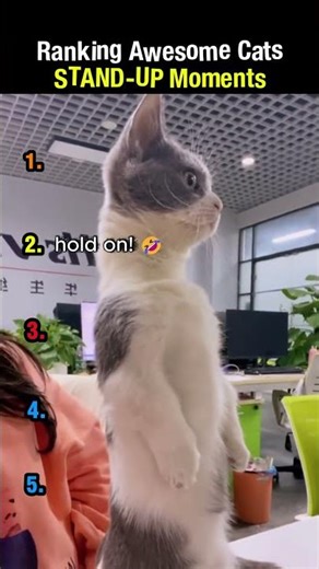 Ranking AWESOME Cats STAND-UP Moments