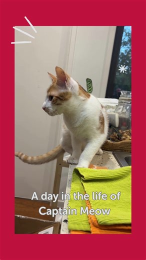 Happy International Cat Day 🐾 To celebrate, we are handing the mic (well... the mouse?) over to Captain Meow – one of our team member’s cats, for an exclusive look into a day in the life of a feline superstar. "Hi humans. I’m Captain Meow, or Captain Mischief, if you ask my Mum. My day is full of eating, playing, more playing, more eating and maybe some time with my sister Chica. Thanks for hanging out with me today. Meow!" 🐱 Here at Endeavour Foundation, we are all about supporting people to 