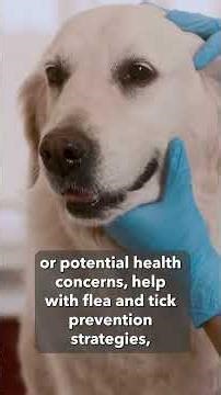 Are You a First Time Dog Owner?