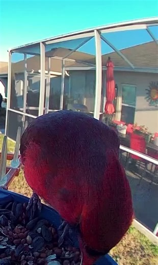 Cardinal playing with his food#tiktocbird #bristolbirds #birdcamera #birdwatching #PeckCamBirdFeeder #cardinal