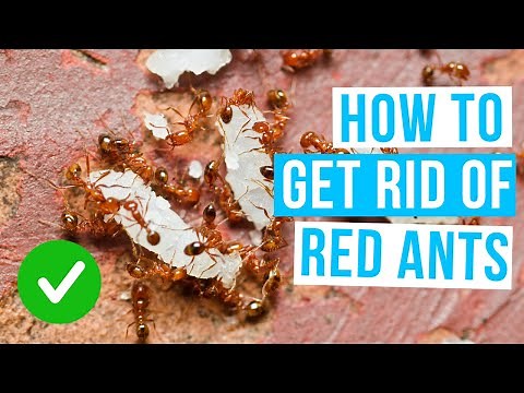 How GET RID OF RED ANTS control home remedies!