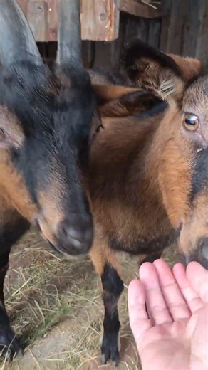 Curious Goats Up Close 🐐🤍