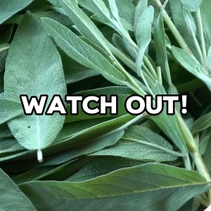 Throwing natural healing plants in the garbage by mistake? Yup, many of the weeds that most people pull out and toss away have scientifically proven benefits! For the last 19 years, I’ve made it my mission to unearth the BEST plants with natural healing properties... Today I’m revealing everything I’ve discovered, including: 👉The ‘forgotten’ plants & herbs found in most gardens that support healing 👉200 powerful plants & natural remedies 👉2-4 pictures per plant for easy identification 👉Exper