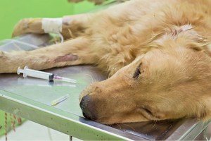Hemorragia interna en perros - Causas, síntomas y tratamiento