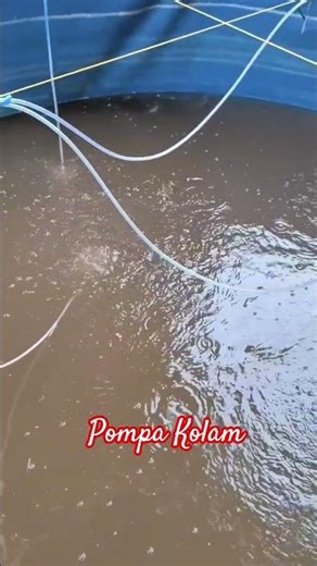 https://collshp.com/mojoarum pompa kolam #nusantara #pompaTerbaik #Kolamikan #perangiran #nila