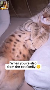 He always sleeps like that, with that little paw out. Is he really a cat or a bunny? | cats addicted