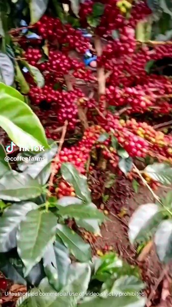 Discovering Amazing Coffee Plantations