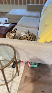 160K views · 10K reactions | She’s a playing machine! | Chloe the Serval | Facebook