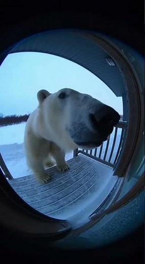 Massive Polar Bear Destroys Porch Doorbell Camera Footage