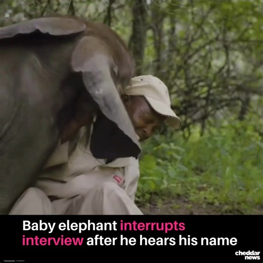 Who could resist this adorable interruption? 🐘 Watch as a young elephant at HERD Elephant Orphanage in South Africa hears his name and can’t help but steal the spotlight during his keeper’s interview. 🎥: @jamessuter & @blackbeanproductions | cheddar news