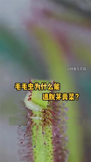 Các loại thực vật có thể săn mồi. follow ủng hộ kênh