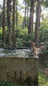 Why was the monkey so scared😮🤣 . . . . . . . . . #MonkeyTales #monkeyfun #monkeyswiming | Monkey Tales