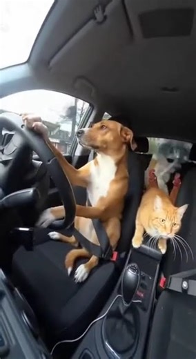 Dog Driving a Car Full of Panicking AnimalsPut
