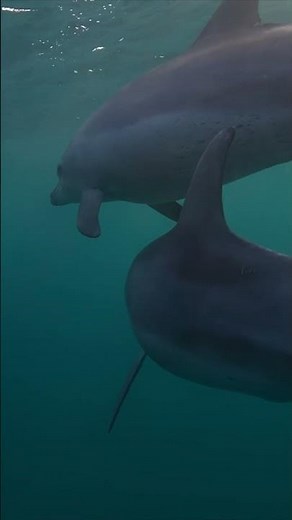 What Sound Does a Dolphin Make? 🐬