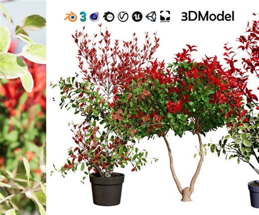 ArtStation - Photinia Plant in Pot | Resources